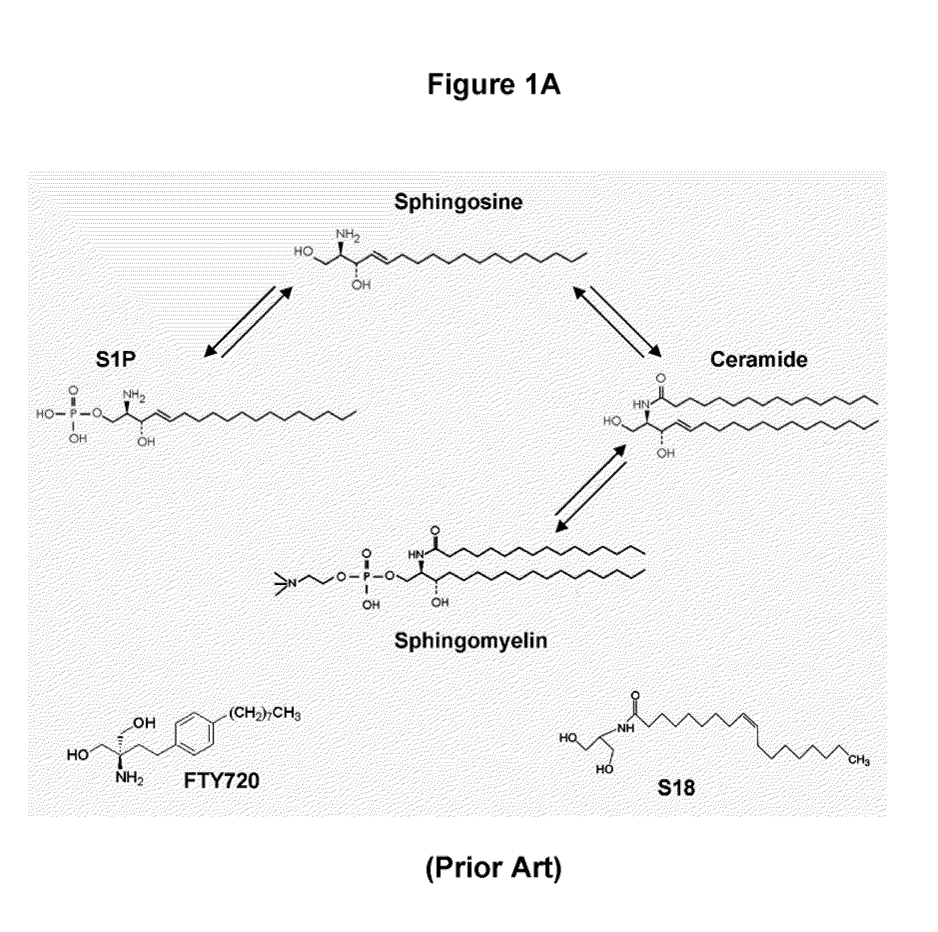 Oligodendrocyte precursor cell composition and methods of use