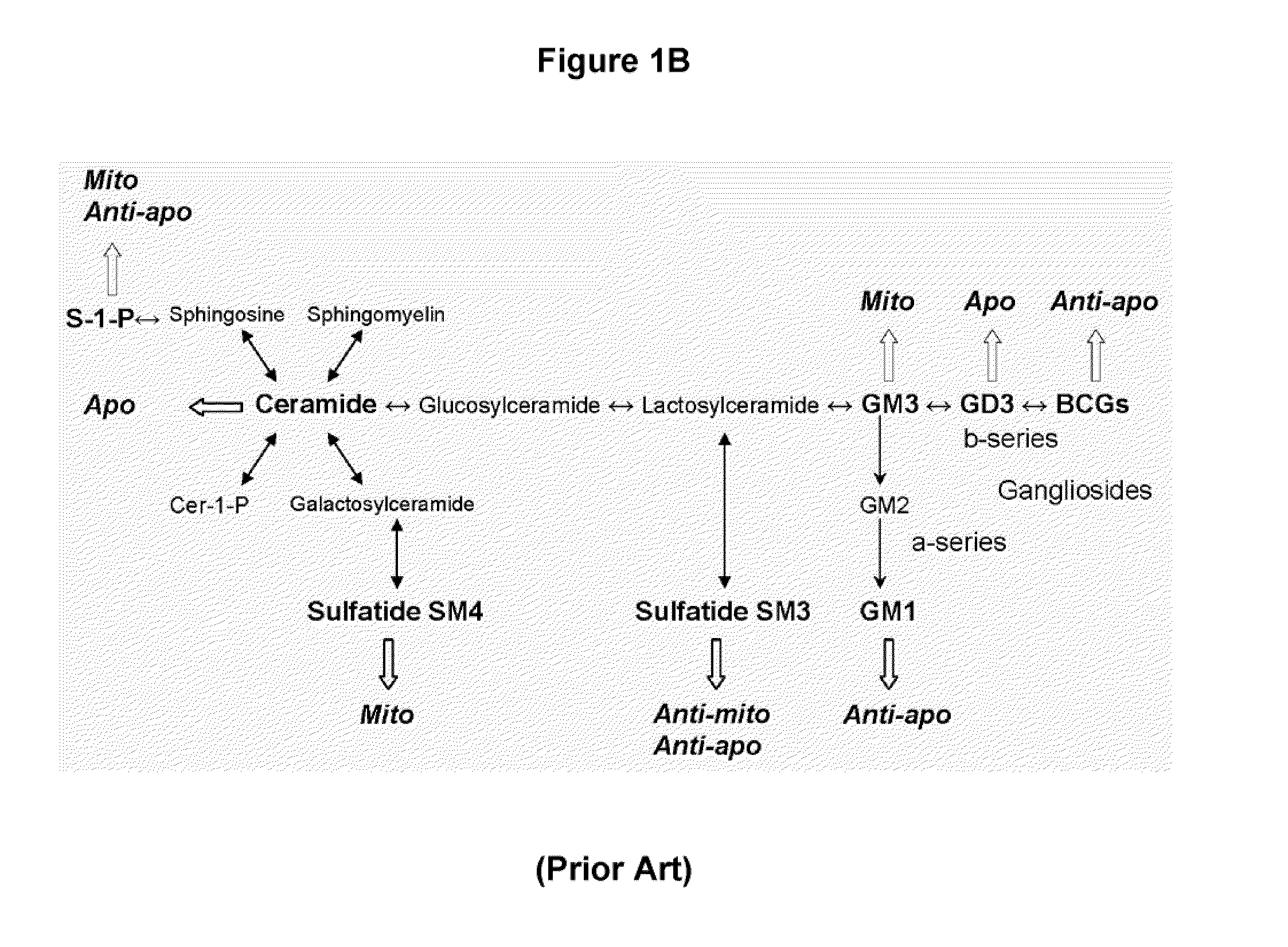 Oligodendrocyte precursor cell composition and methods of use