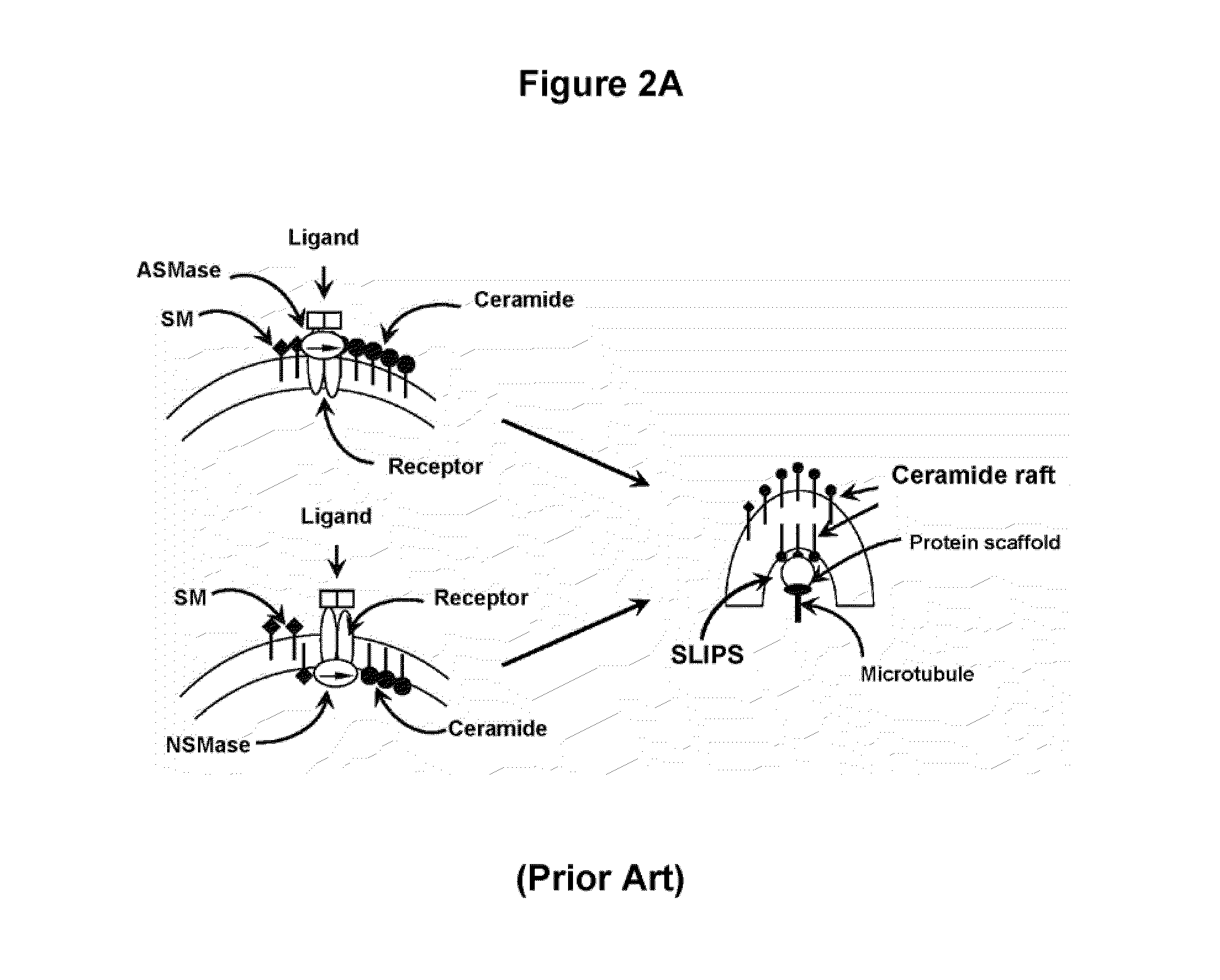 Oligodendrocyte precursor cell composition and methods of use