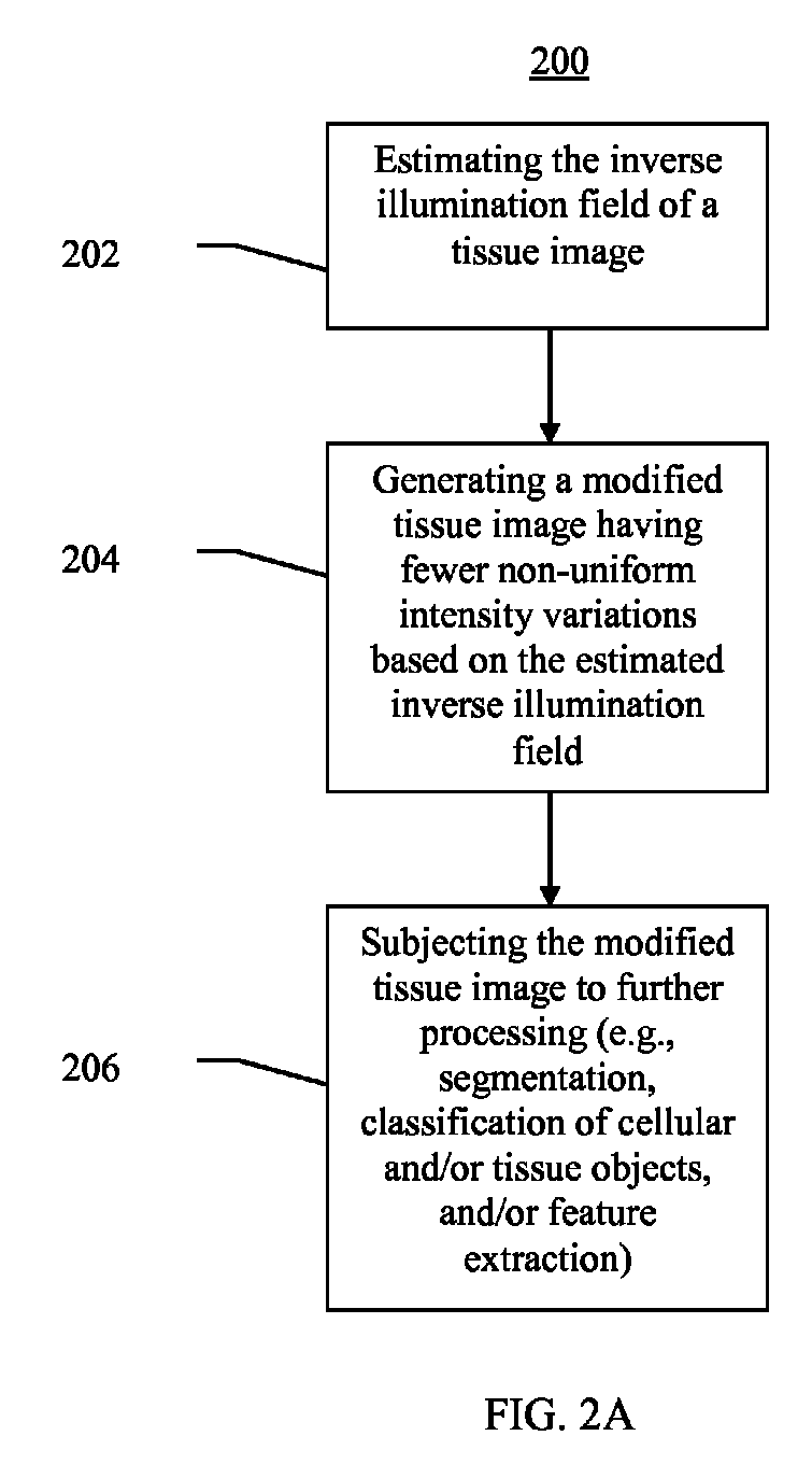 Systems and methods for segmentation and processing of tissue images and feature extraction from same for treating, diagnosing, or predicting medical conditions