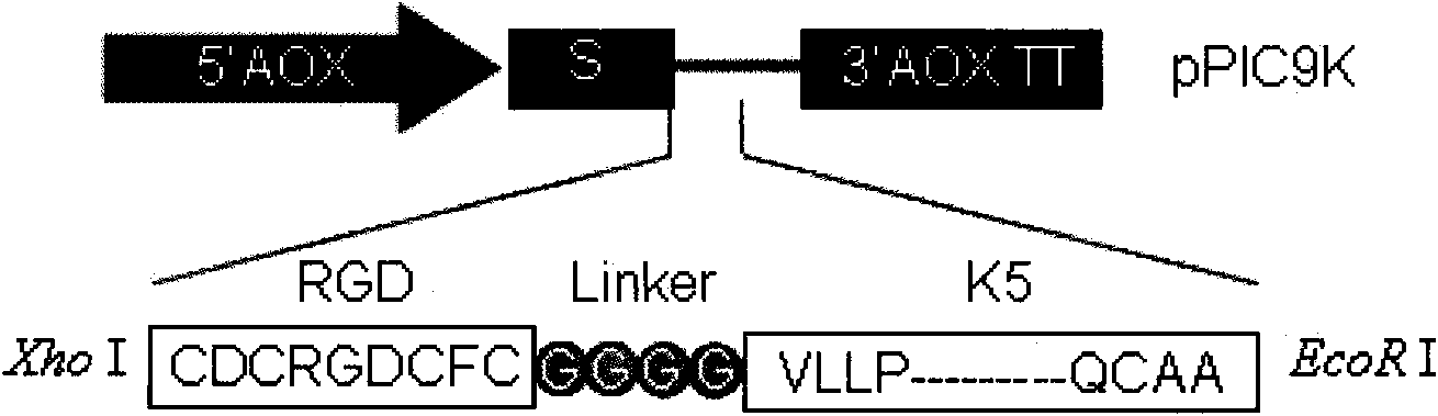 Human plasminogen K5 modified by RGD and preparation method and application thereof