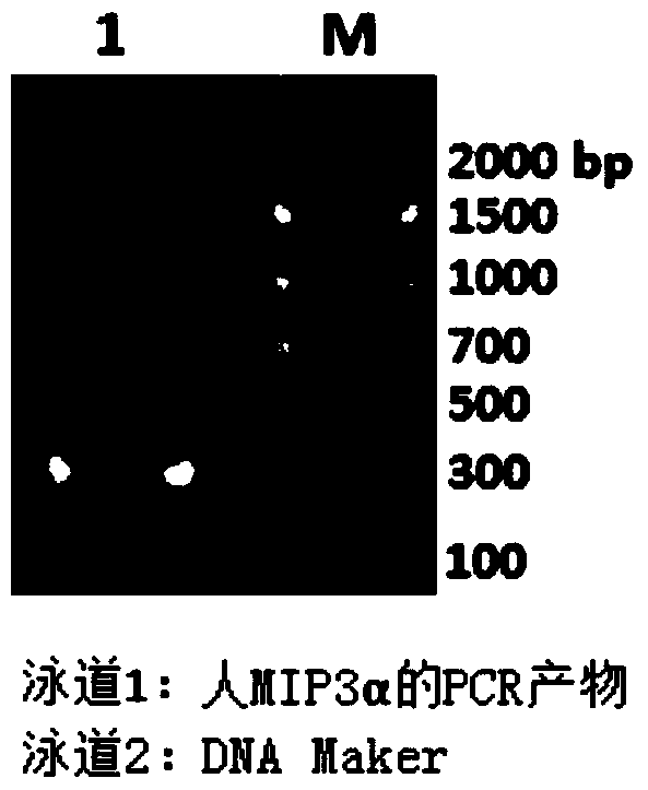 mip3α-fc fusion protein and use thereof