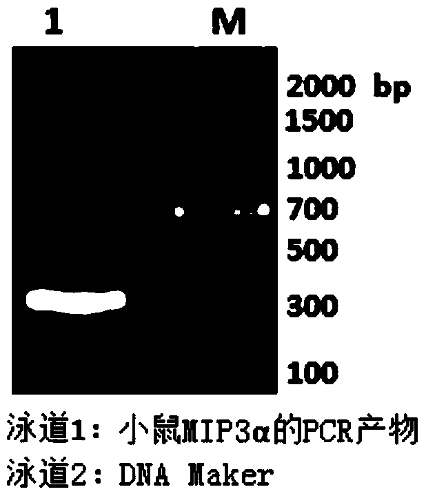 mip3α-fc fusion protein and use thereof