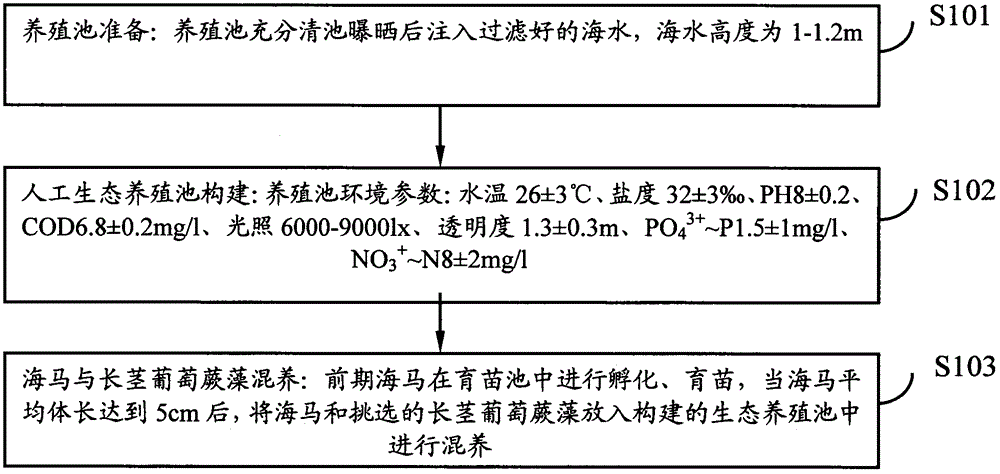 Ecological cultivating method for mixed cultivation of sea horses and caulerpa lentillifera