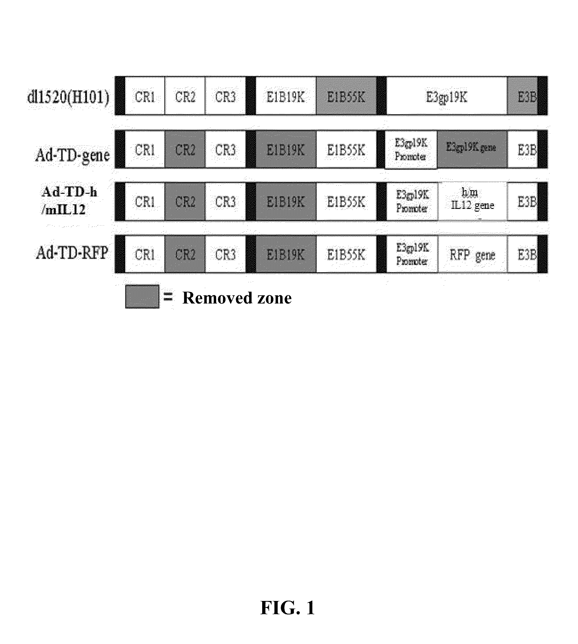 Targeted oncolytic adenovirus for treatment of human tumors, constrcution method and application thereof