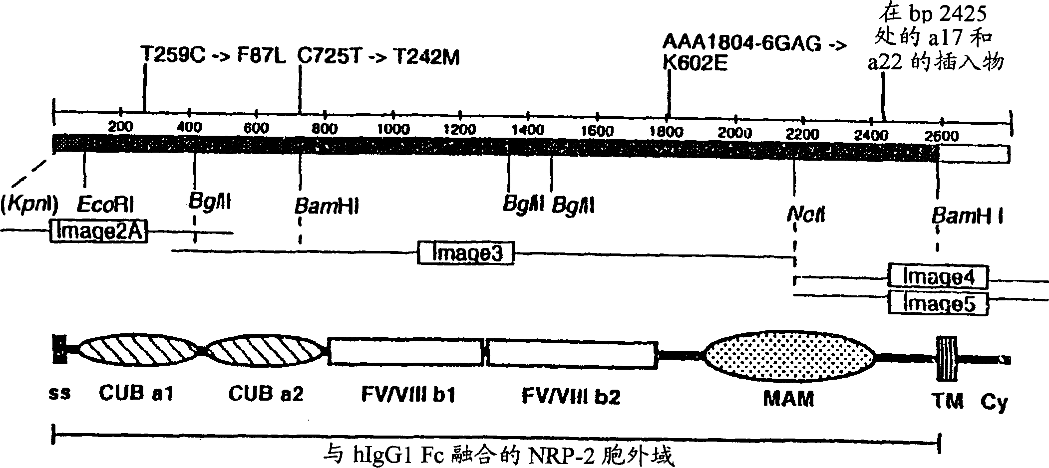 VEGF-C or VEGF-D materials and methods for stimulation of neural stem cells