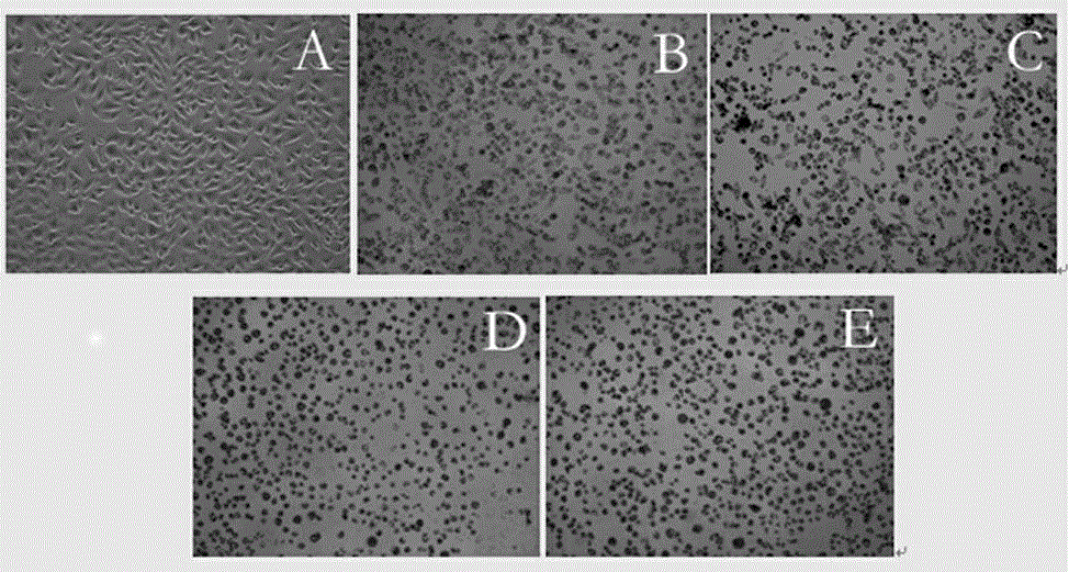 Application of croton tiglium alkaloid in preparation of medicine for treating lung cancer