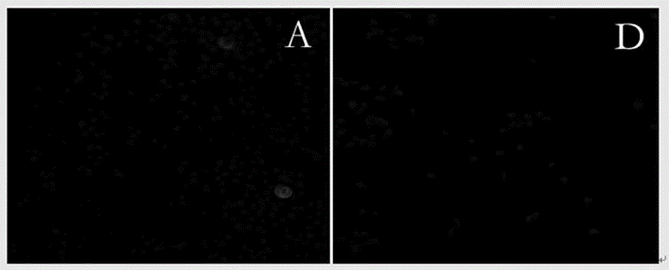 Application of croton tiglium alkaloid in preparation of medicine for treating lung cancer