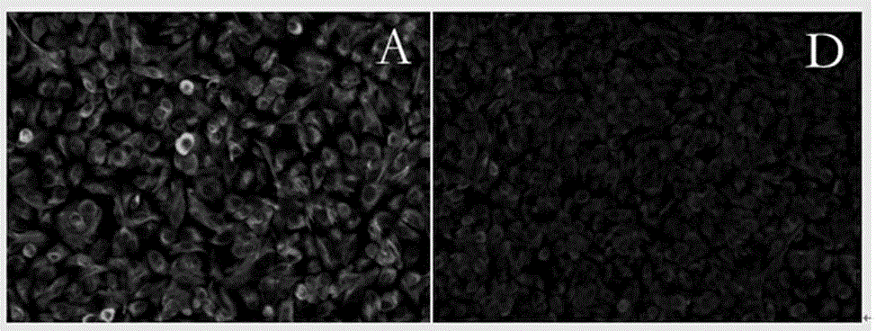 Application of croton tiglium alkaloid in preparation of medicine for treating lung cancer