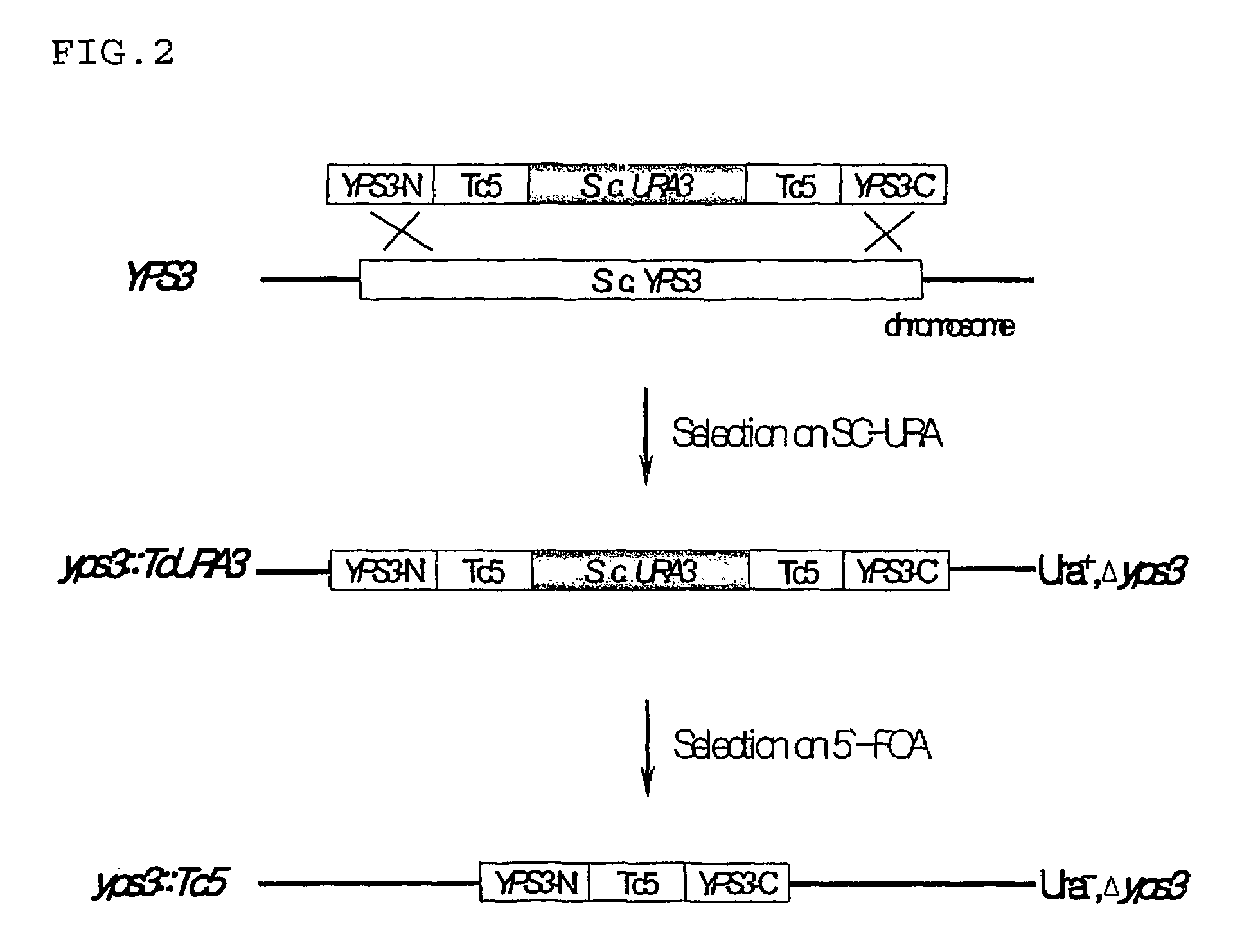 Yeast transformant producing recombinant human parathyroid hormone and method for producing the hormone