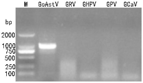 Goose astrovirus variation strain