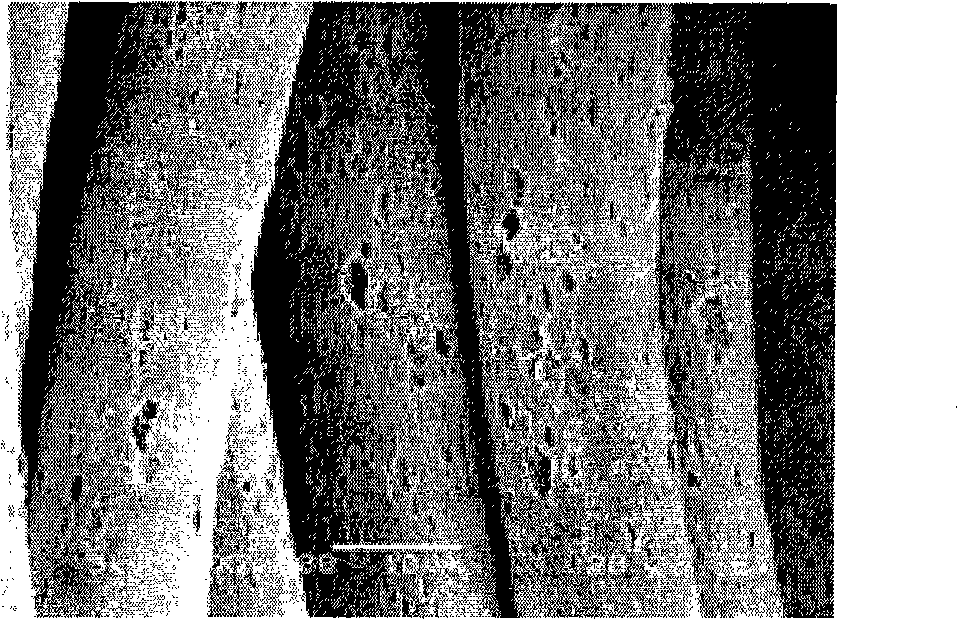 Water-absorbent material mainly used for diaper or pad and production method thereof