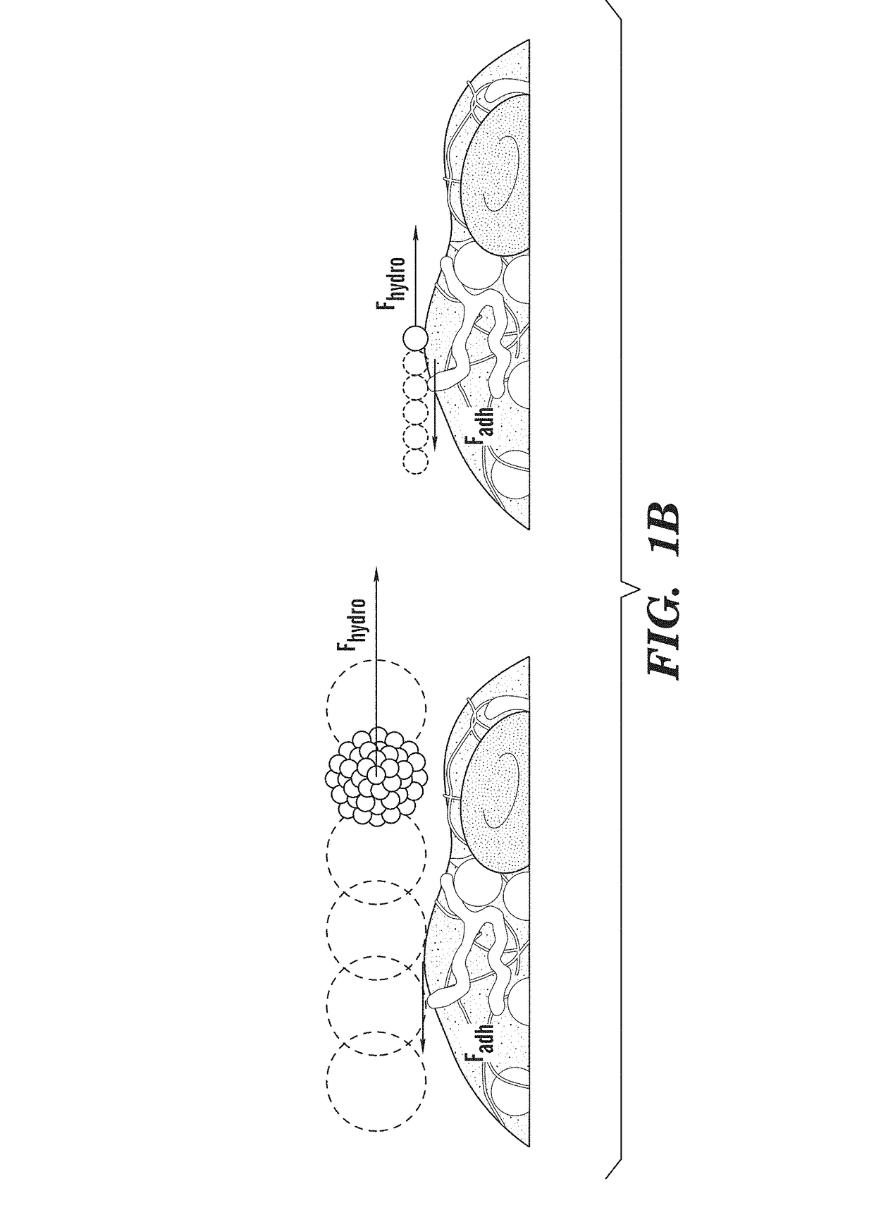 Shear controlled release for stenotic lesions and thrombolytic therapies