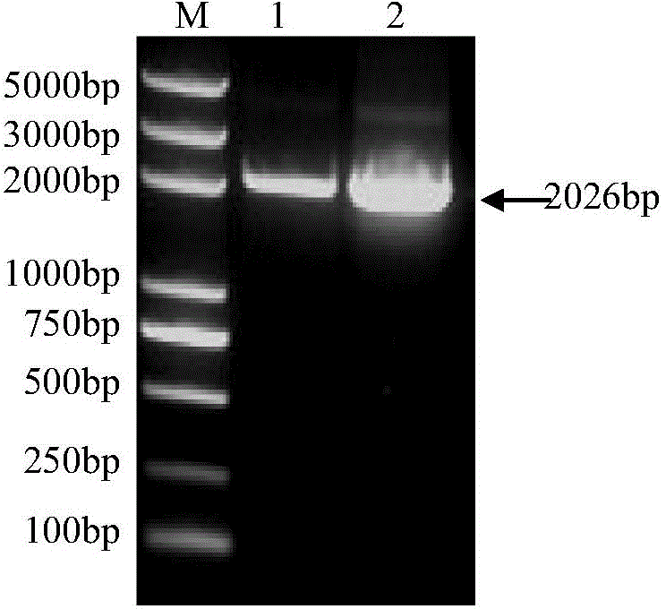 Preparation method for Brucella shell vaccine strain