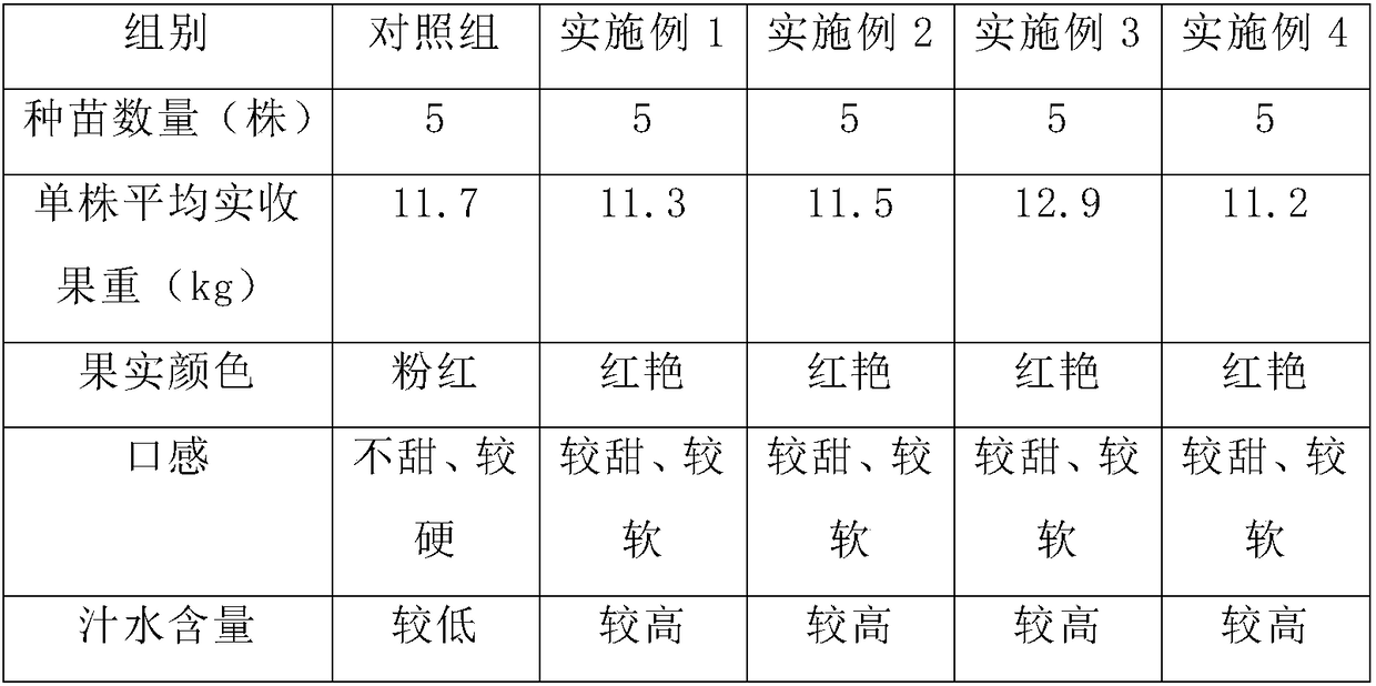 Primordial-tomato-seedling seed-reproduction method