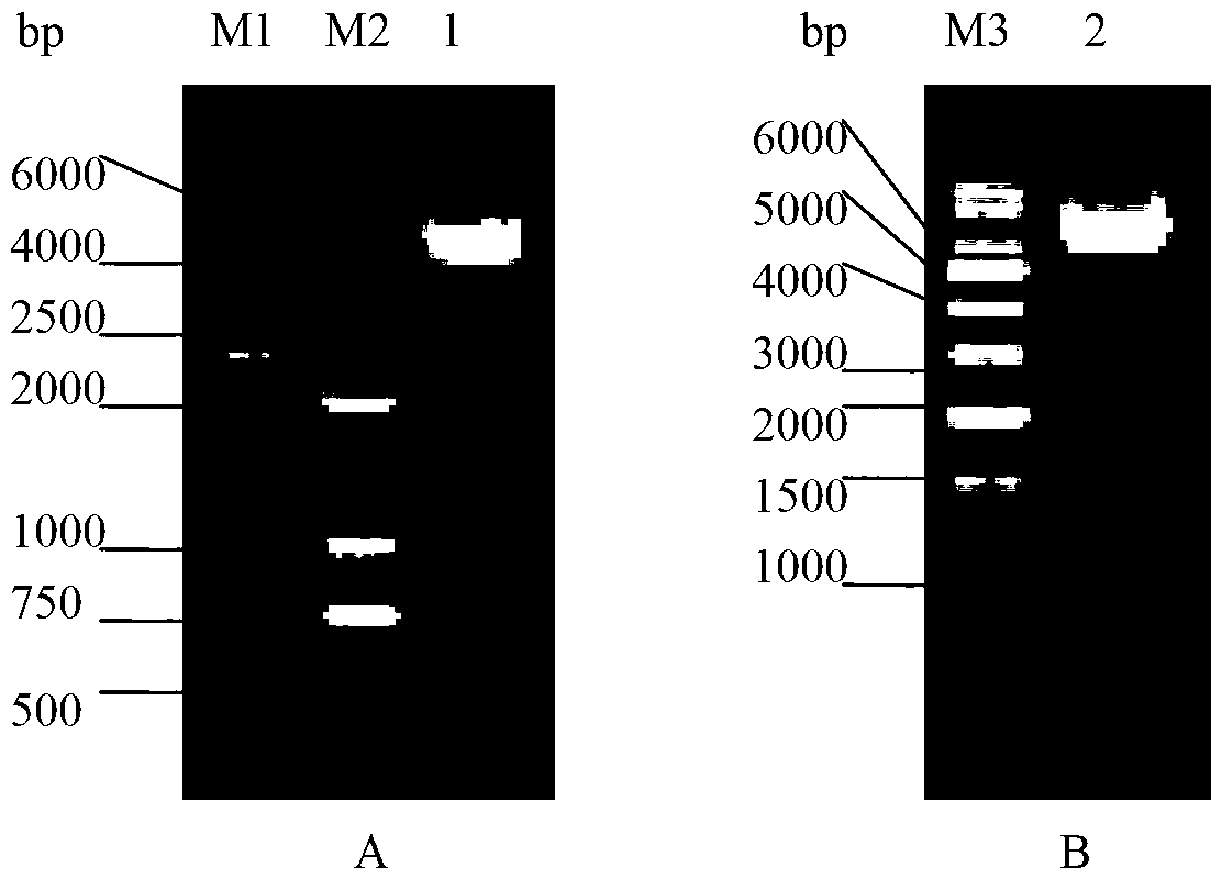 Method for expression of PCV 2 Cap protein by pFast Bac Dual baculovirus