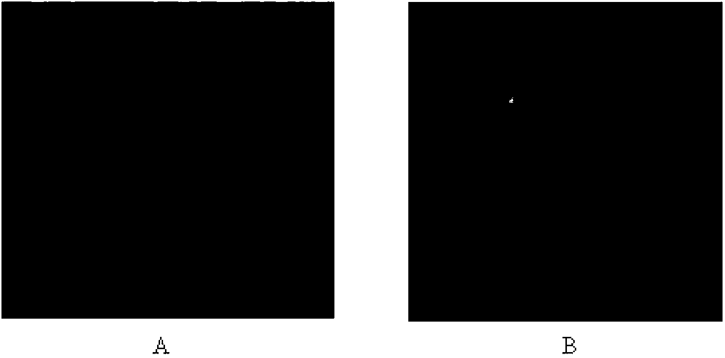 Method for expression of PCV 2 Cap protein by pFast Bac Dual baculovirus