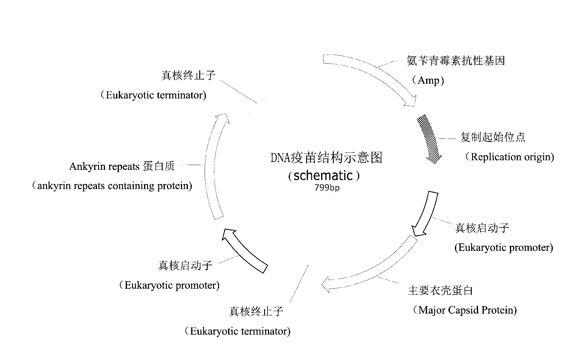 Preparation method of fish iridovirus DNA (Deoxyribonucleic Acid) vaccine