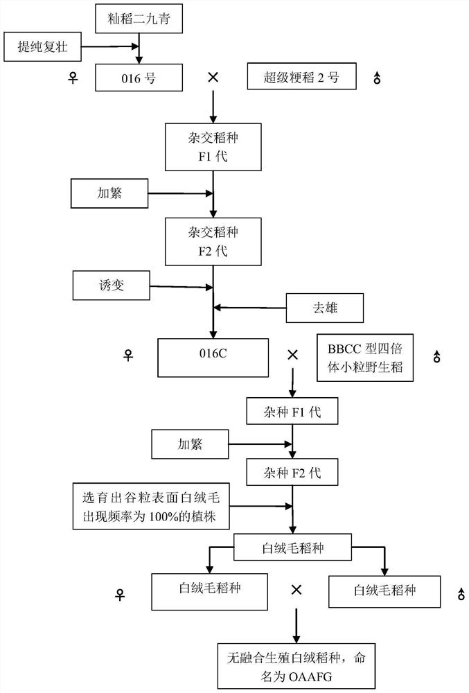 Cultivation method and application of apomixis white-villus rice seeds