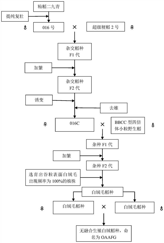 Cultivation method and application of apomixis white-villus rice seeds