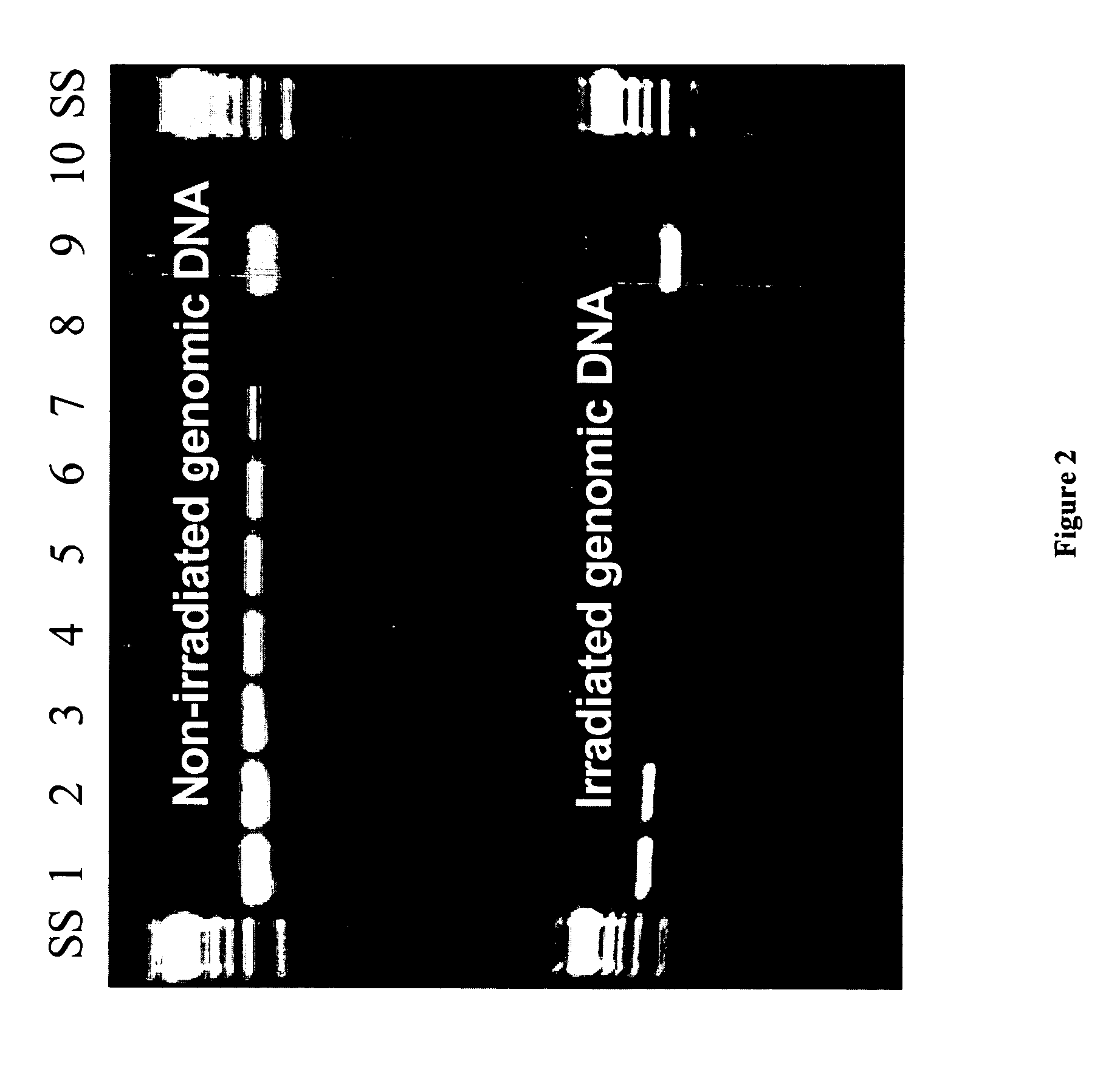 Methods for repairing degraded DNA