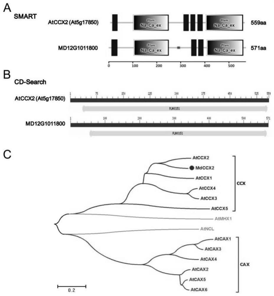 A kind of apple ion transporter mdccx2 and its transgenic plant and application