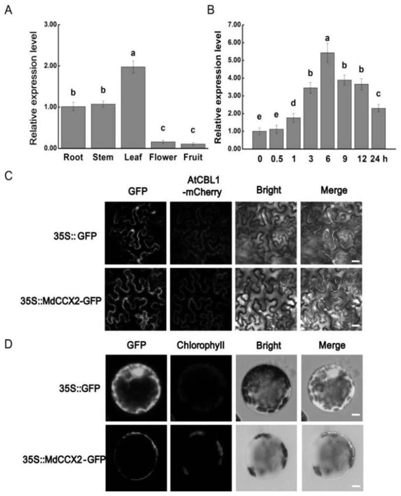 A kind of apple ion transporter mdccx2 and its transgenic plant and application