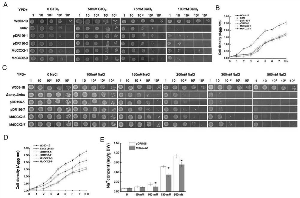 A kind of apple ion transporter mdccx2 and its transgenic plant and application