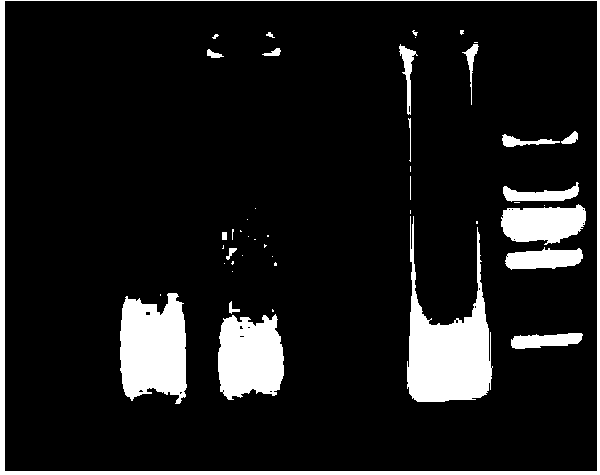 LAMP detection kit for Koi herpesvirus and detection method