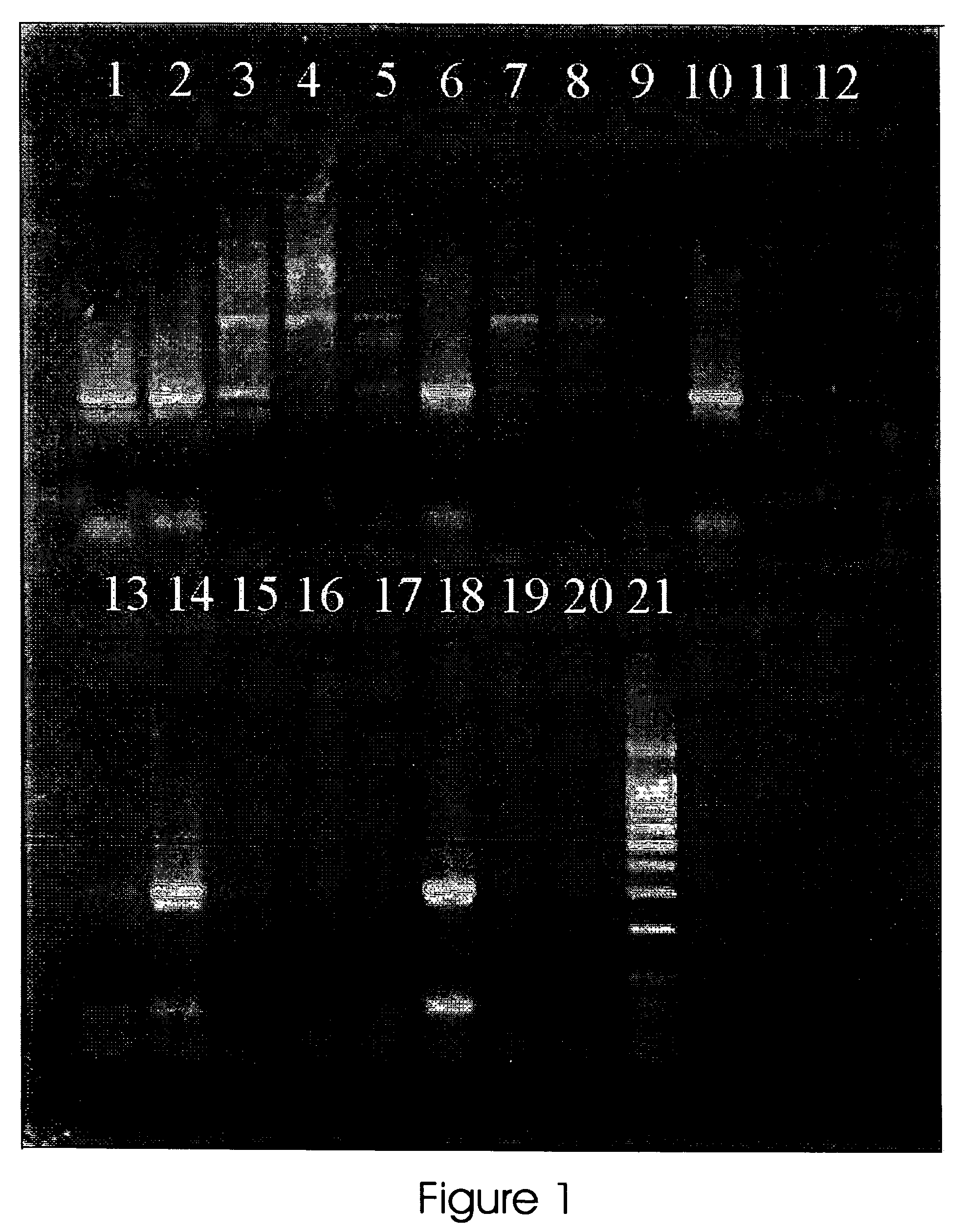 Methods and reaction mixture reagent for increasing the specificity and fidelity of polymerase reactions