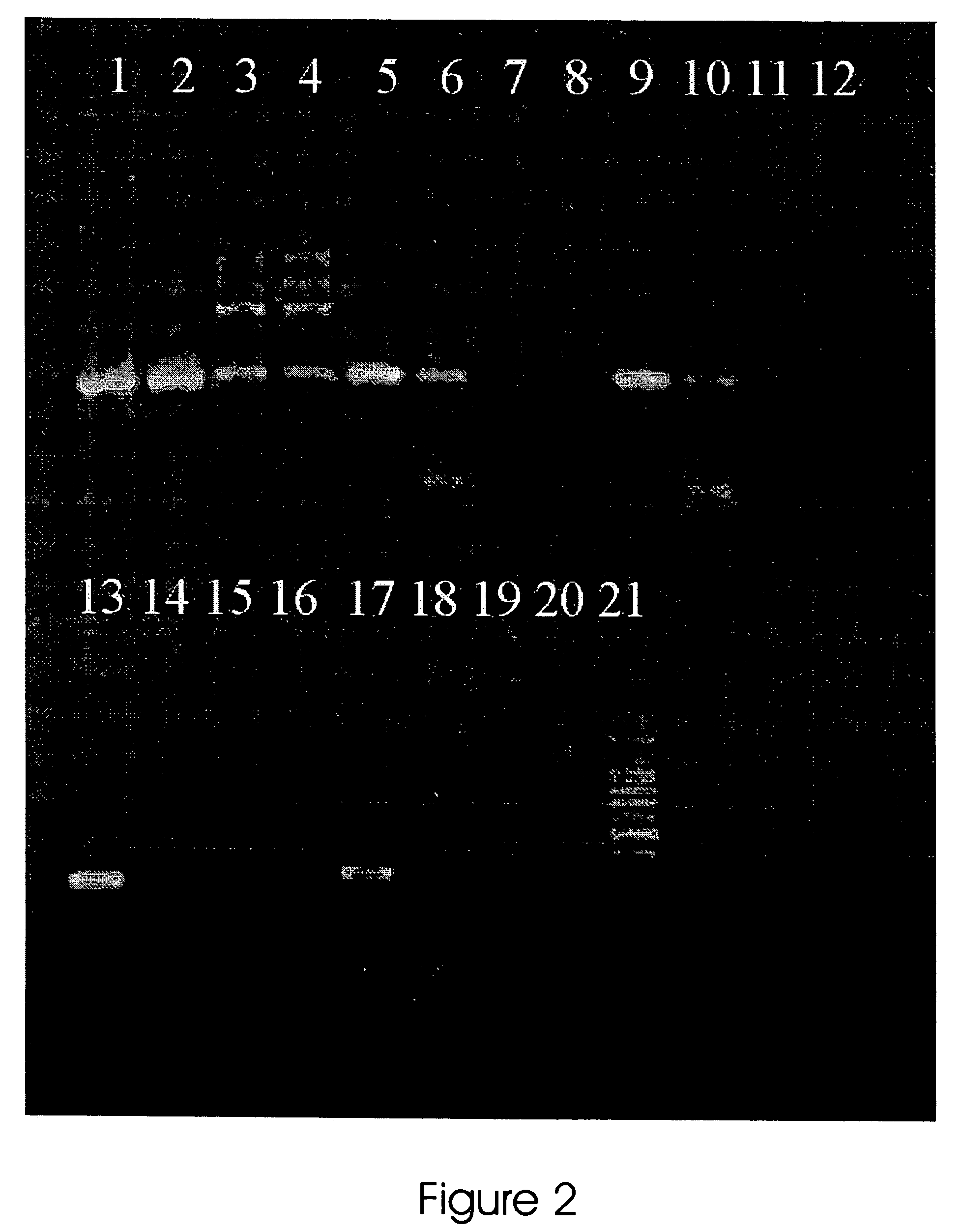 Methods and reaction mixture reagent for increasing the specificity and fidelity of polymerase reactions