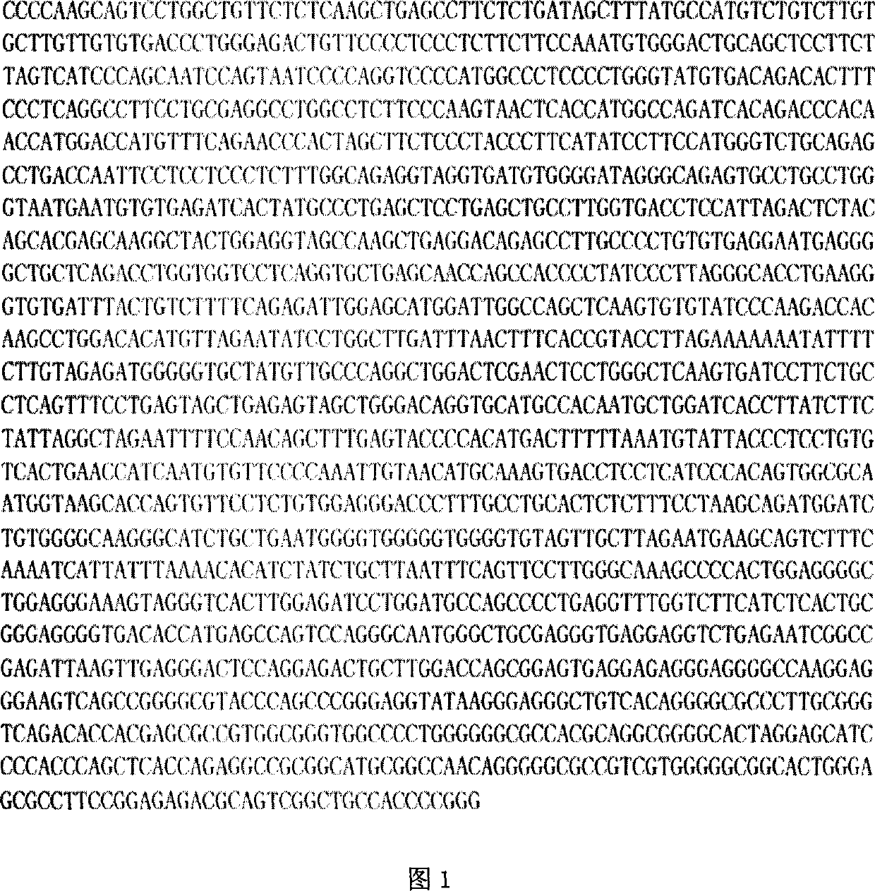 Human testicle specificity protein 50 gene expression regulator screening system and method of screening its gene expression regulator