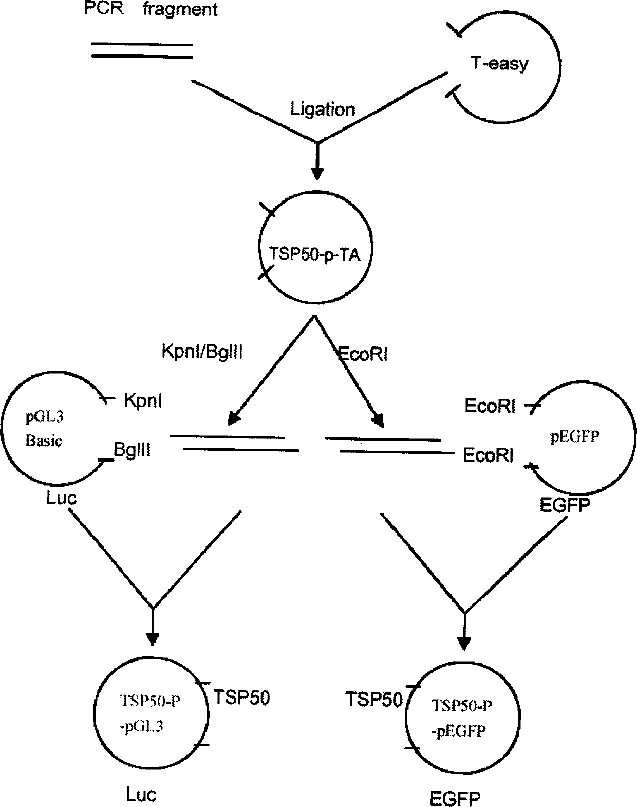 Human testicle specificity protein 50 gene expression regulator screening system and method of screening its gene expression regulator