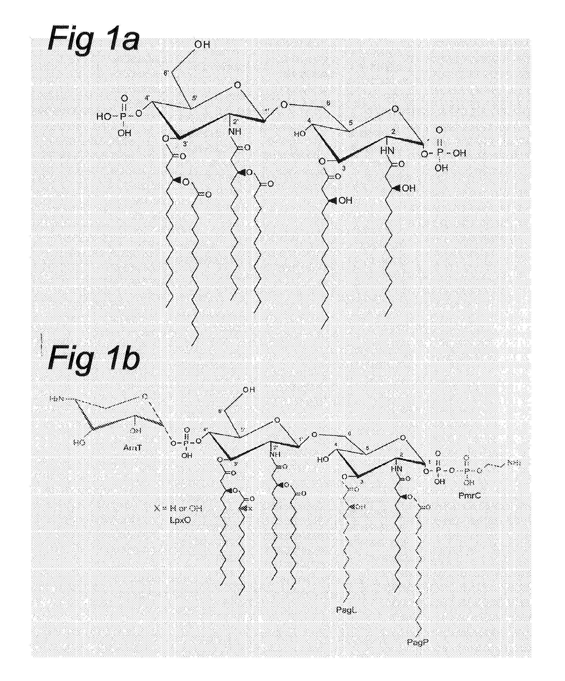 Deacylation of LPS in gram negative bacteria