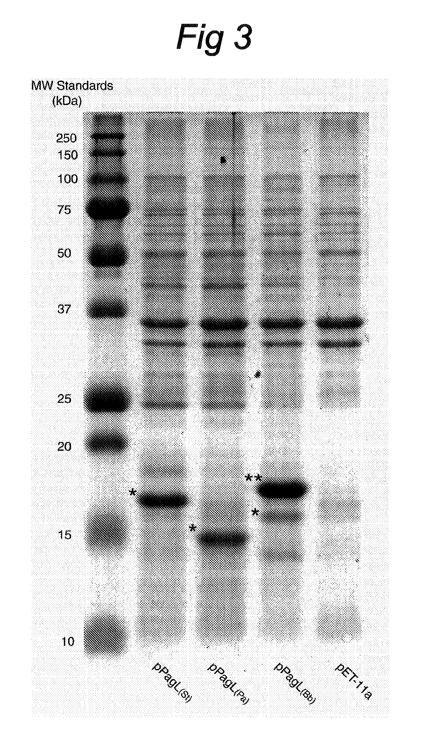 Deacylation of LPS in gram negative bacteria