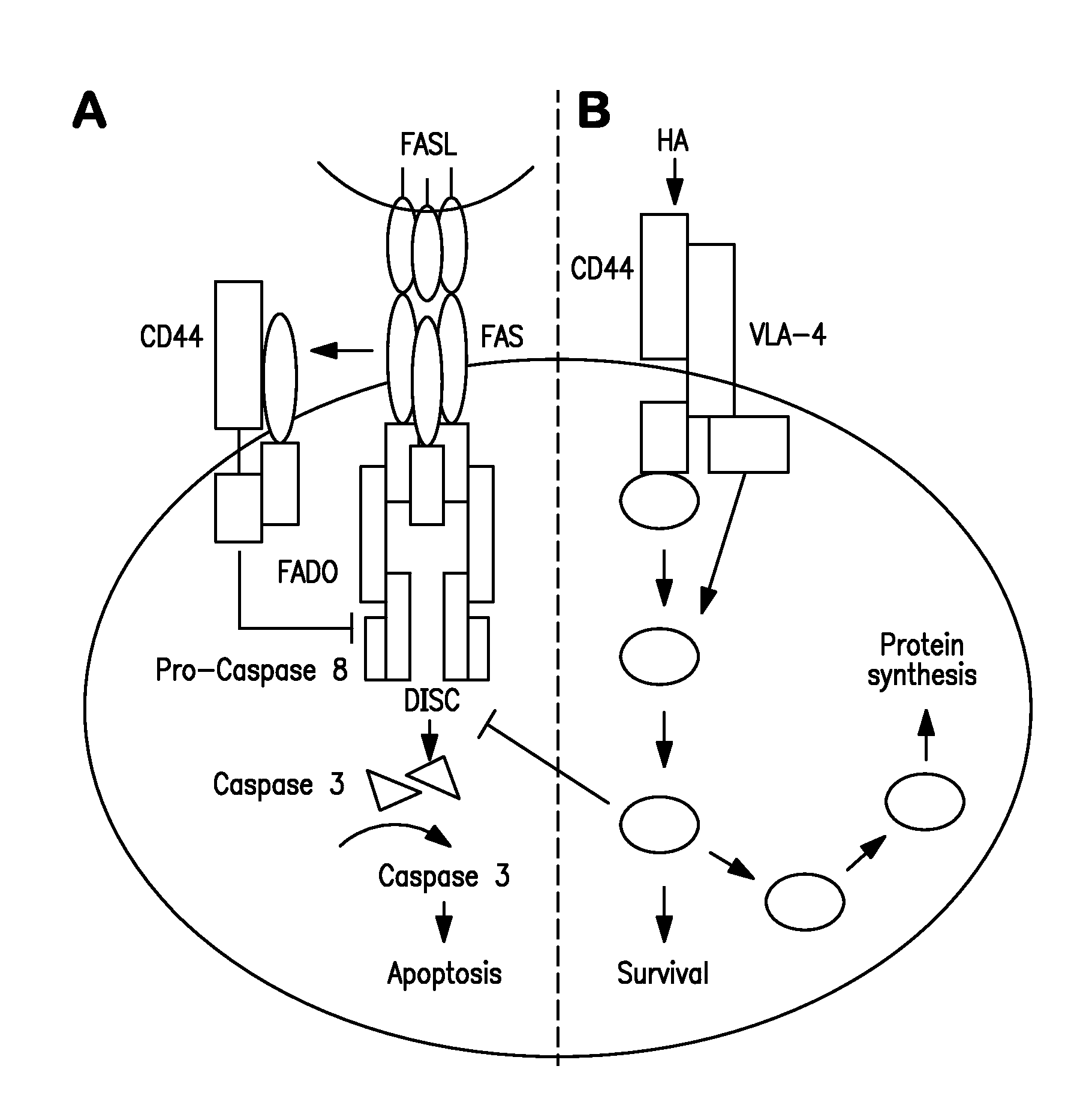 Method for regulating survival and memory of t helper 1 cells