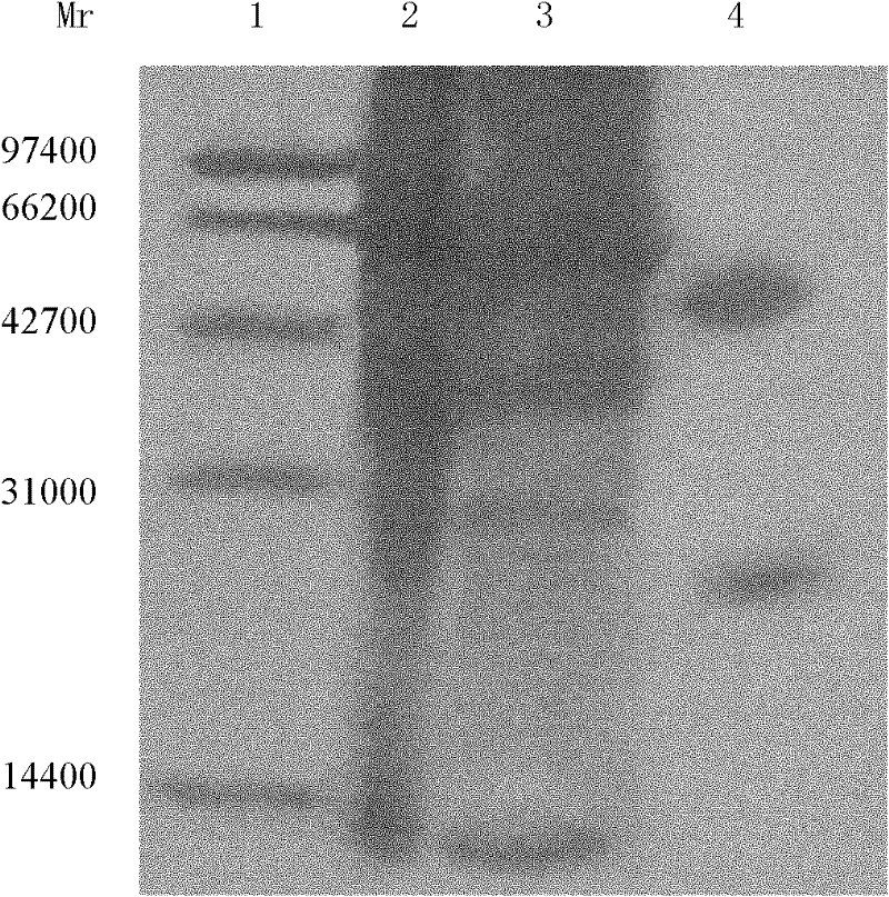 Preparation method of monoclonal antibody to chloramphenicol