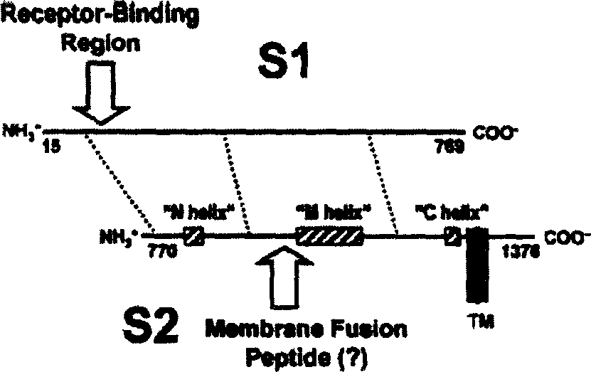 Peptide library, its synthesis process and active segment screened from the peptide library