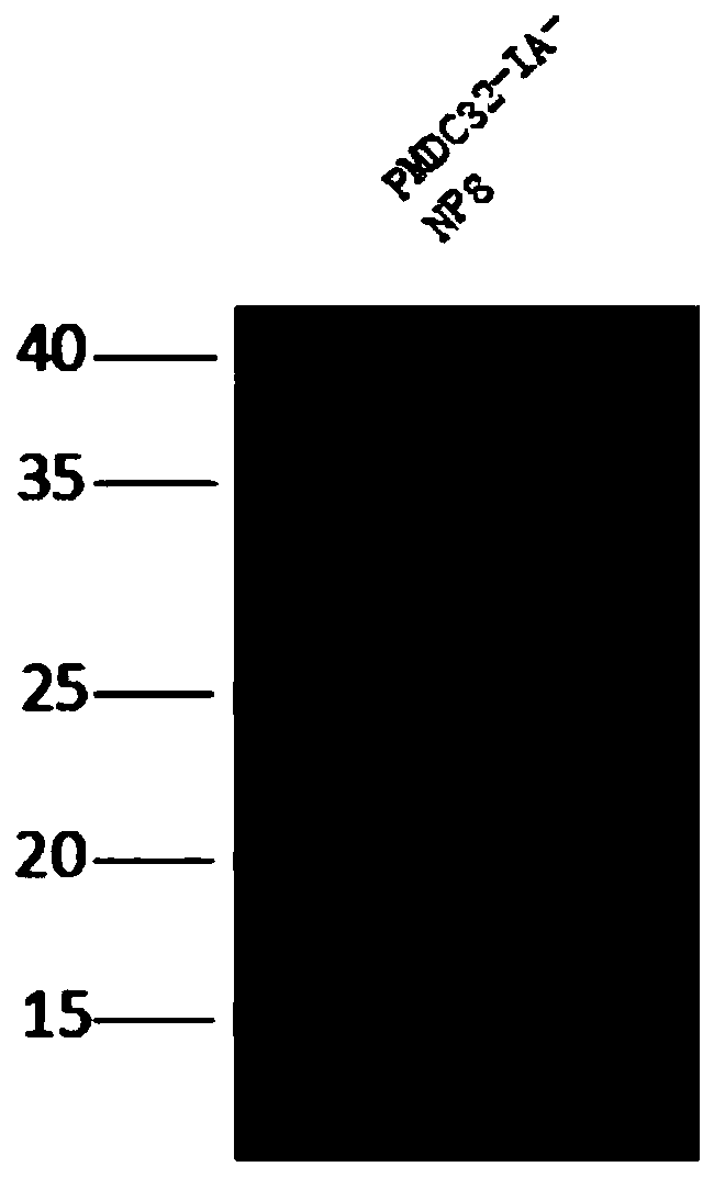 Rice sheath blight effector gene RsIA-NP8 and application thereof