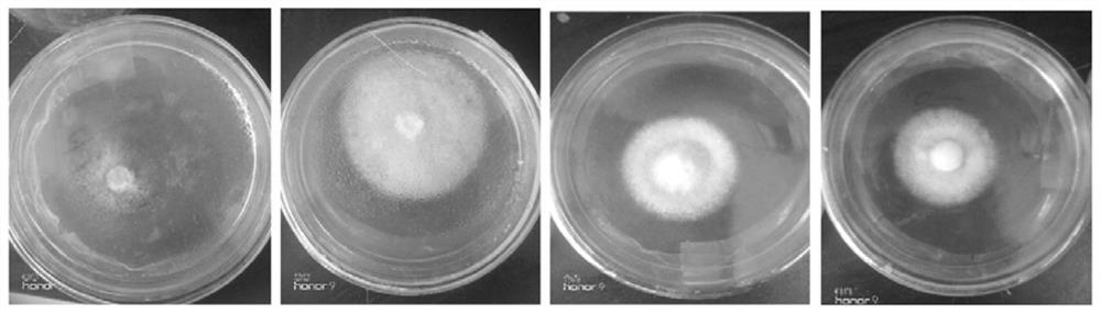 A kind of method and application of using chrome leather shavings to prepare white rot fungus solid medium