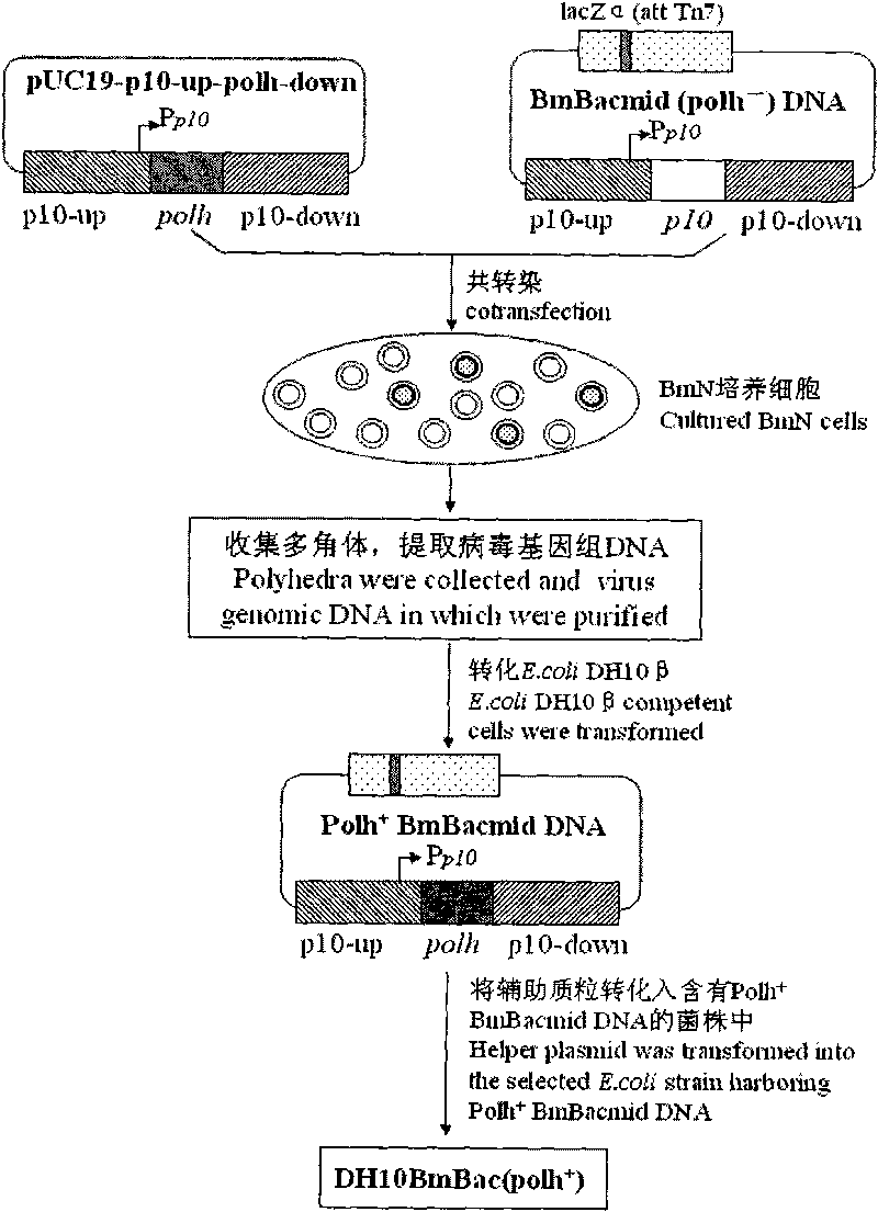 Building method of silkworm BmNPV Polh+Bac-to-Bac rhabdovirus expression system