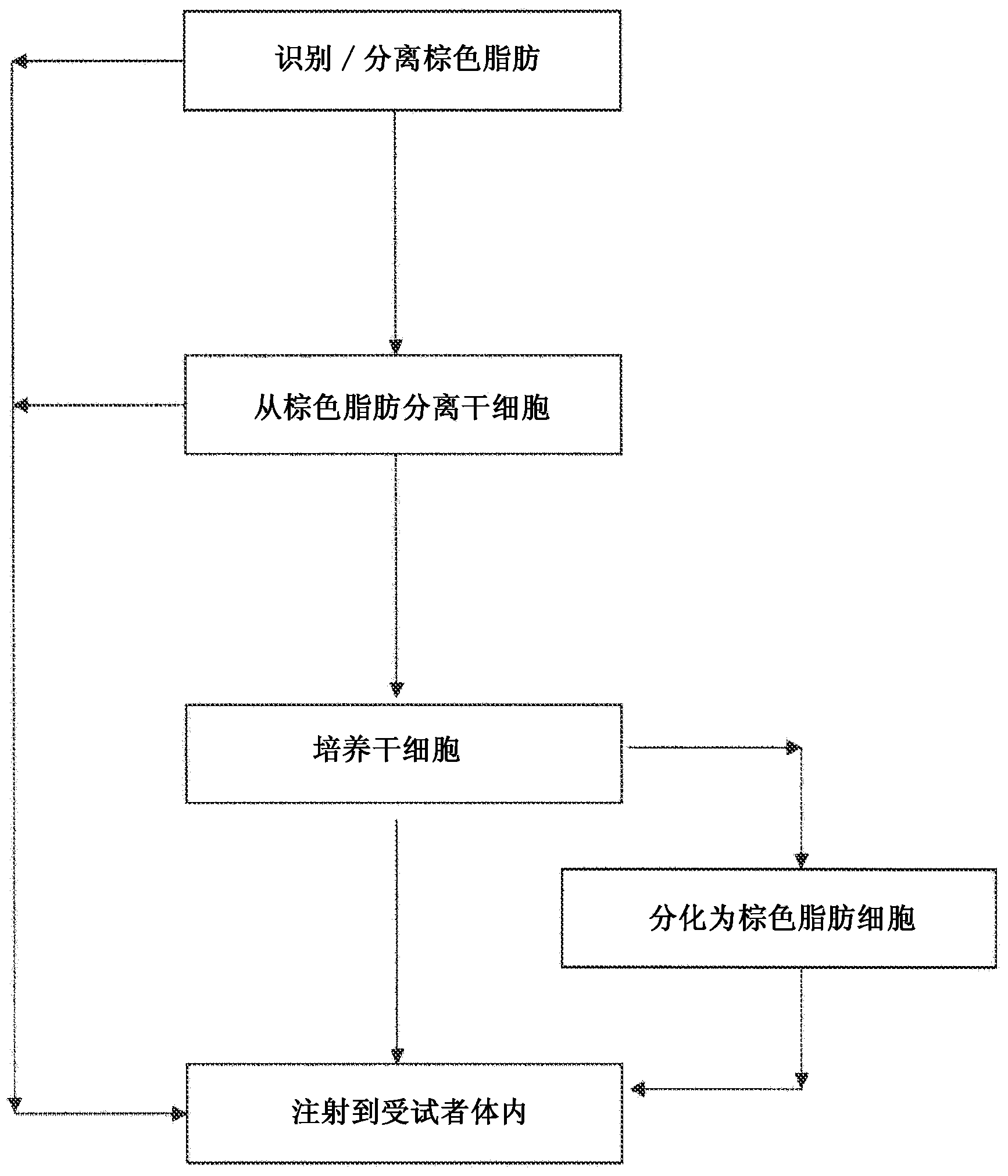 Brown fat cell compositions and methods