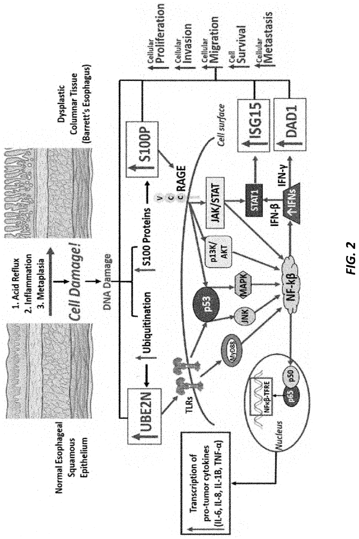 Systems and methods for barrett's esophagus pathogenesis and esophageal adenocarcinoma progression revealing markers