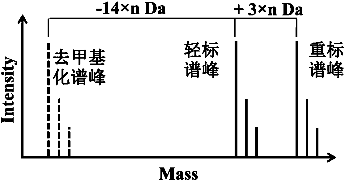 Protein methylation identification method