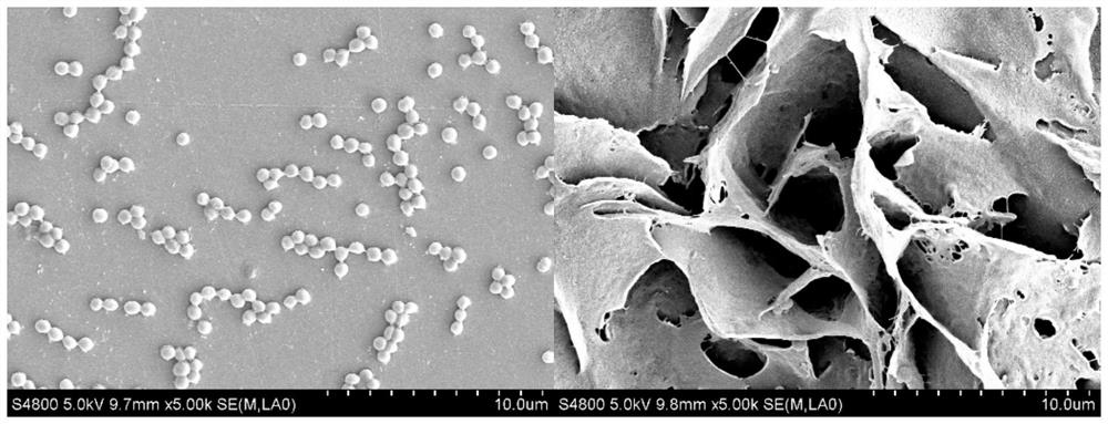 A biological antifouling coating with long-lasting superhydrophobic properties and preparation method thereof