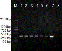 Neovison vison klebsiella peneumoniae