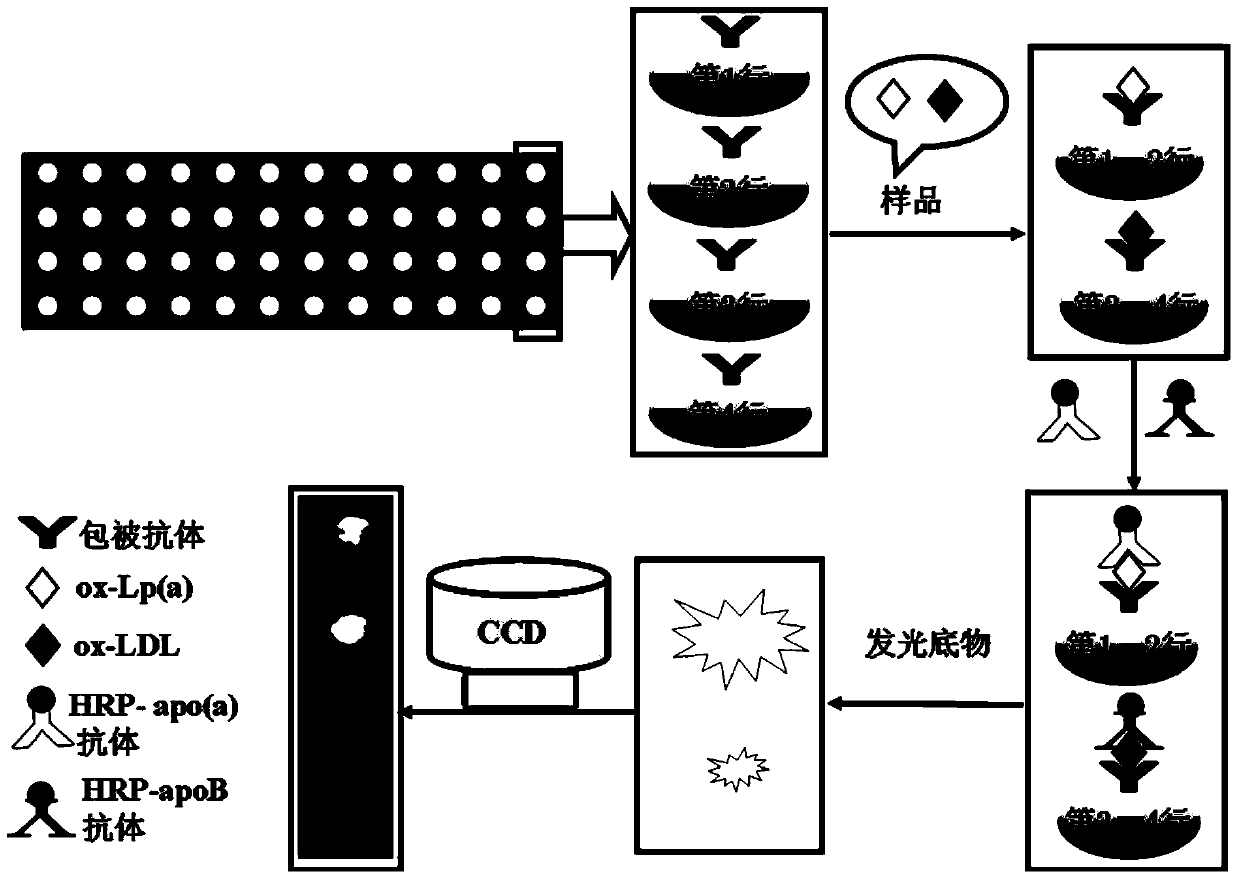 Chemiluminiscence imaging immunoassay method for simultaneously measuring oxidized lipoprotein (a) and oxidized low-density lipoprotein of human serum