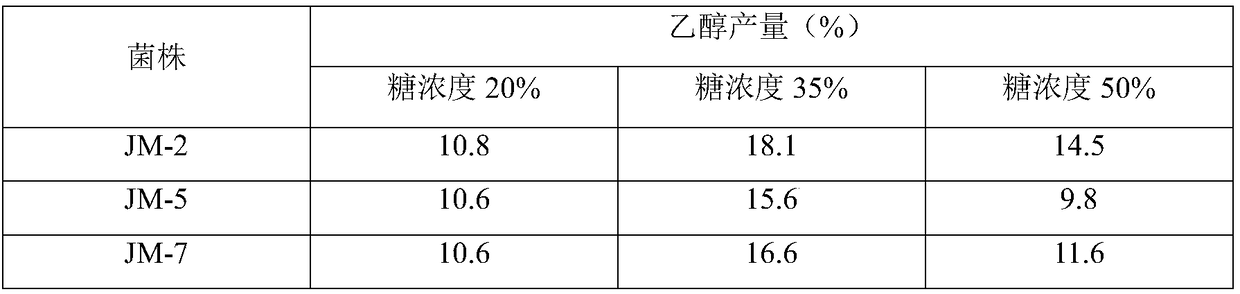 Sugar-tolerant ethanol-resistant brewing yeast and application thereof