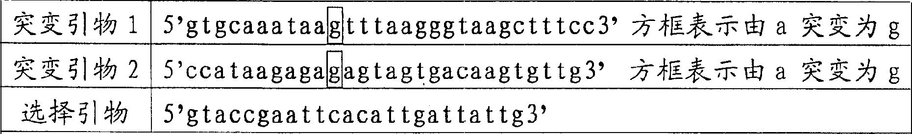 Method of point mutation without need of chain reaction of polymerase and the kit