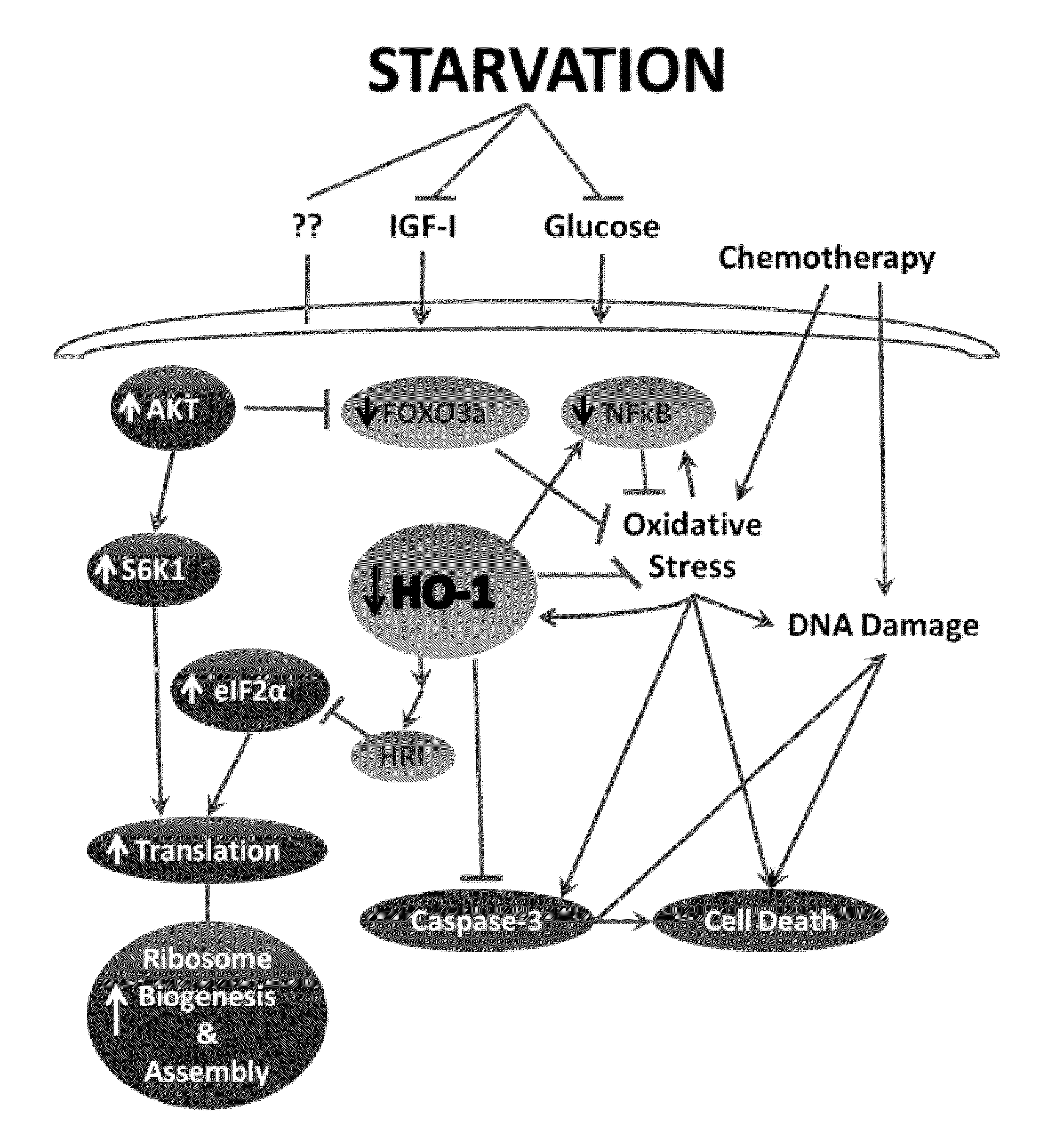 Methods and Nutritional Formulations to Increase the Efficacy and Reduce the Side Effects of Cancer Treatment